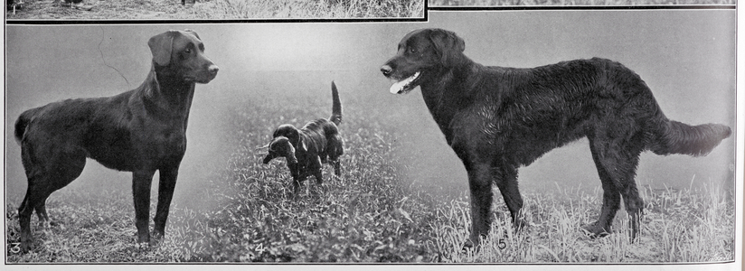 Retriever dogs.