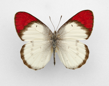Colotis dana