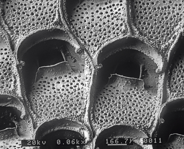 A bryozoan colony