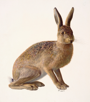 Study of a hare (oil on paper)