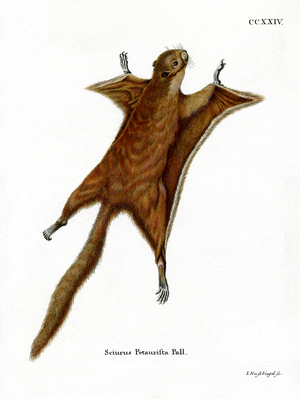 Red Giant Flying Squirrel (coloured engraving)