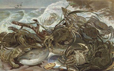 Krabben (chromolitho)