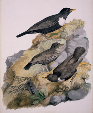 Turdus torquatus