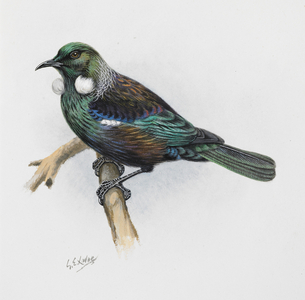 Tui, 1913-14 (w/c on paper)