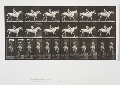 Plate 581 from Animal Locomotion, 1887 (collotype on paper) 