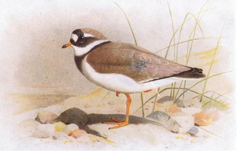 Ringed Plover, from Birds of the British Isles and Their Eggs published by Frederick Warne & Co Ltd, 1958 (colour litho)