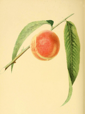 Peach of the Early York Peach variety, digitally processed reproduction of a watercolour drawing from 1856
