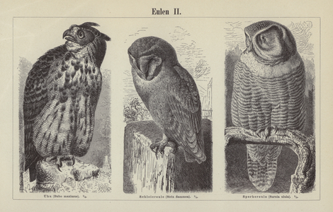 Owls (engraving)