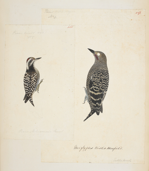566: Sunda Woodpecker, "Dendrocopos moluccensis"
567: Buff-Rumped Woodpecker, "Meiglyptes tristis"

 from the Raffles Collection, One hundred and twenty-nine drawings in watercolour of birds from Sumatra, 1820 (w/c on paper)