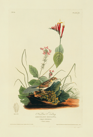 Ammodramus henslowii, Henslow's sparrow, Plate 70 from John James Audubon's Birds of America, original double elephant folio, 1827-30 (hand-coloured aquatint)