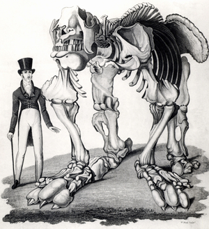 Fossilised skeleton of Megatherium or Giant Sloth