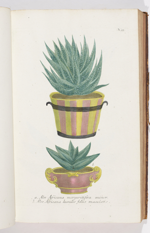 Aloe Africana, 1737 (engraving)