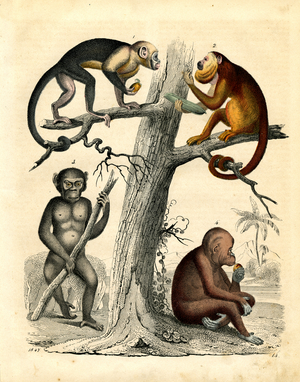 Four different primate species (engraving)