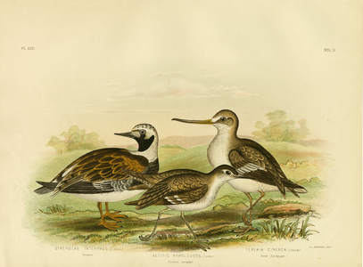 Turnstone, 1891 (colour litho)