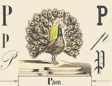 P: Peacock, c1880-1900 (illustration)