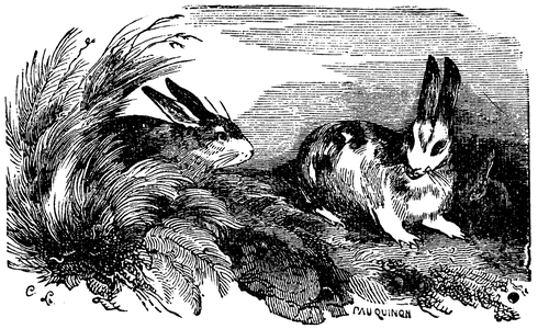 Rabbit