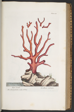 Plate 341, from 'A Curious Herbal', 1737 (coloured engraving)