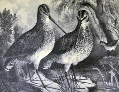 Currier & Ives Illustration 19th Century. English Snipe
