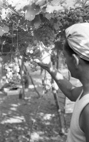 BITTER GRAPES - THE QUEEN ON THE PERGOLA, 1954 (photo)