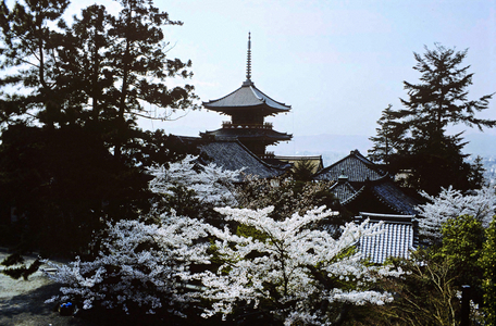 Cherry Viewing Festival, Japan (photo)