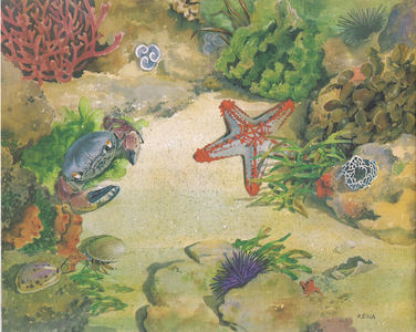Shell Guide to the Water's Edge (designed and printed by Shell in East Africa), 1960's (colour litho)