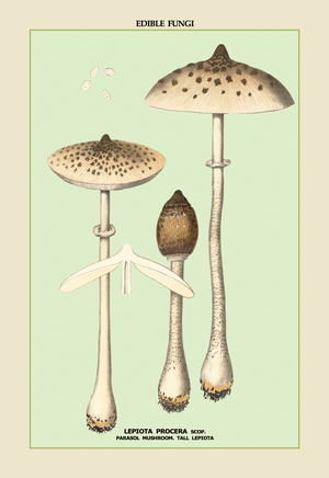 Edible Fungi of New York : Parasol Mushroom, 1900 (print)