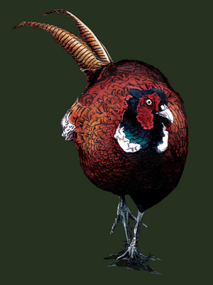 The Common Pheasant on Forest Green, 2022, (pen and ink)