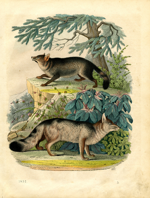 Red Fox and Gray Fox in Natural Habitat (engraving)