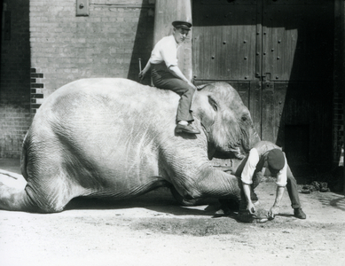 'Sundermalah' having her front foot trimmed by one keeper, with a file, as another sits on her back, London Zoo, 1926 (b/w photo)