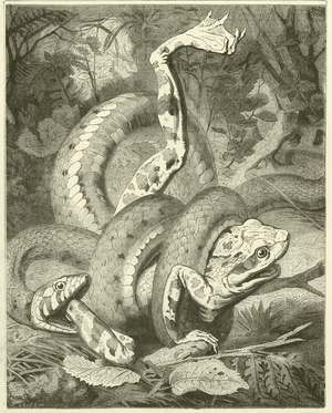 Adder and the Frog (engraving)