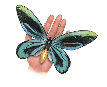 Queen Alexandra's birdwing resting on a hand (digital image)