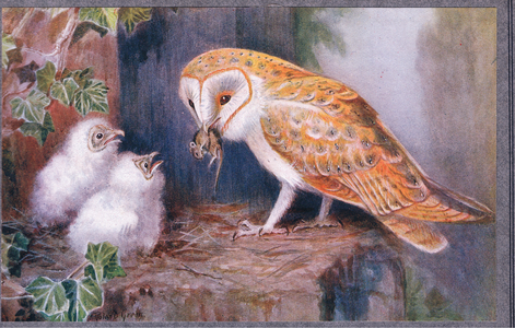 Barn Owl with young, Birds One Should Know published by Gay and Hancock, 1949 (colour litho)
