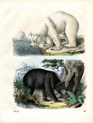 Polar Bear and Black Bear in their habitats (hand-coloured litho)