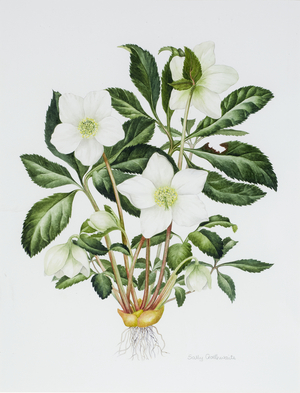 Christmas Rose (w/c on paper)