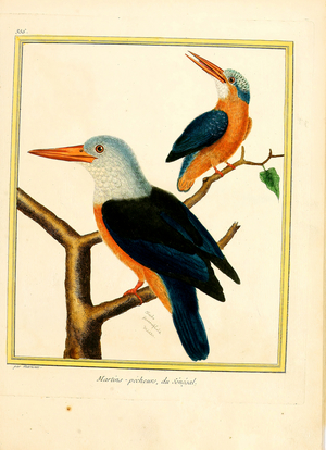 Kingfishers from Senegal (print)
