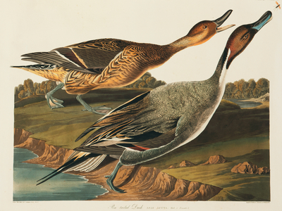 Anas acuta, northern pintail, Plate 227 from John James Audubon's Birds of America, original double elephant folio, 1827-30 (hand-coloured aquatint)