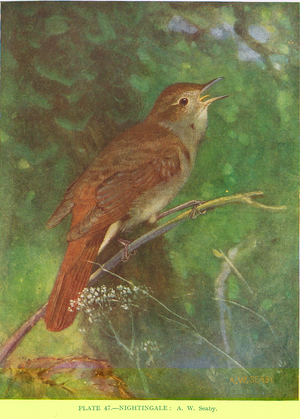Nightingale, illustration from 'British Birds' by Kirkman & Jourdain, 1966 (colour litho)
