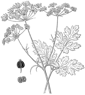 Parsley