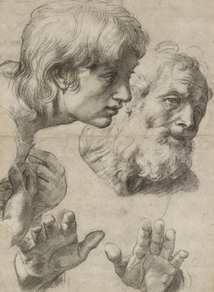 Studies of the Heads of two Apostles and of their Hands (black chalk touched with white on greyish paper)