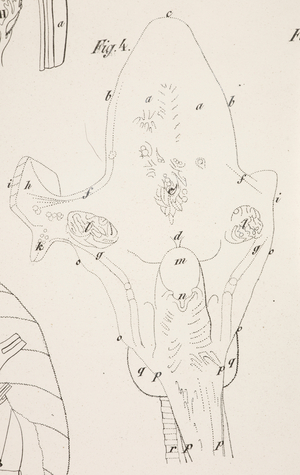 Anatomical drawing. Epiglottis. Trachea. Windpipe.