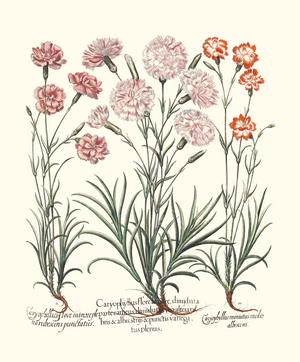Various Carnation Varieties (print)