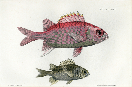 Tropical Marine Fish (print)
