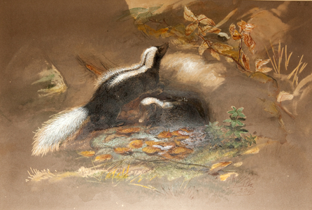 American Skunk (w/c on paper)