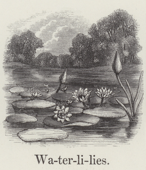 Water lilies (engraving)