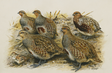 Common Partridge; Adult Female Winter, Adult Male Winter - Variety 'Montana', Adult Female Summer, Adult Male Summer, (watercolour and bodycolour)