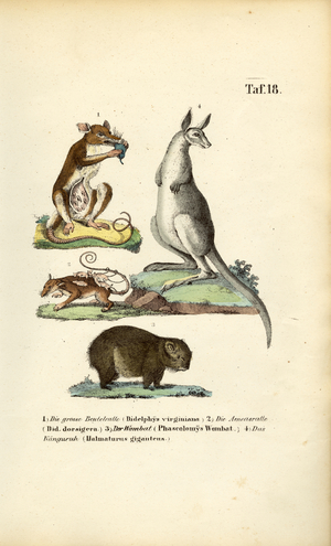 Marsupials from America and Australia, 1850 (lithography)