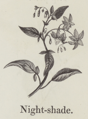 Nightshade (engraving)