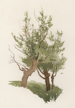 Trees: The Willow (colour litho)