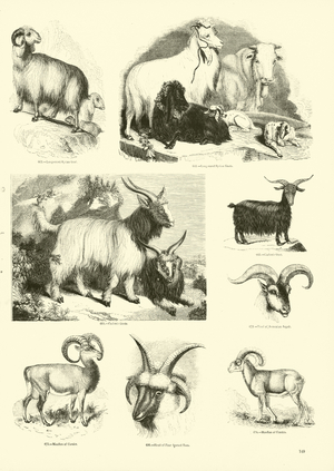 Page from The Pictorial Museum of Animated Nature (engraving)