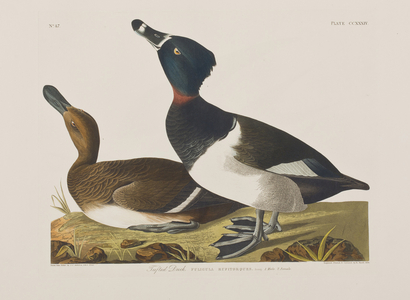 Illustration from 'Birds of America', 1827-38 (hand-coloured engraving & aquatint)